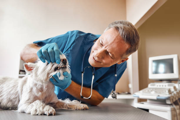 Reliable AR Emergency Dental Service Solutions